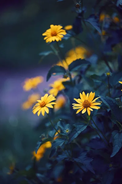 Bloemen Gele Madeliefjes Het Daglicht — Stockfoto