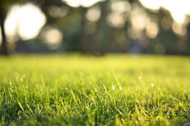 peyzaj parkı sonbahar bulanık arkaplan