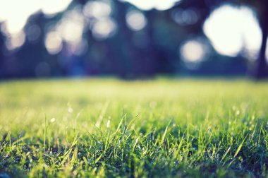 peyzaj parkı sonbahar bulanık arkaplan