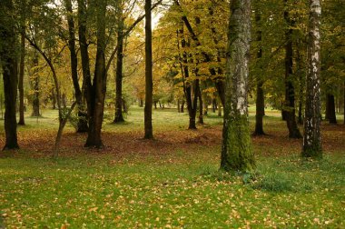 Şehirdeki sonbahar parkının güzel manzarası. Sonbahar sezonu