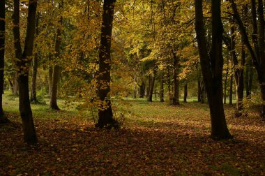 Şehirdeki sonbahar parkının güzel manzarası. Sonbahar sezonu