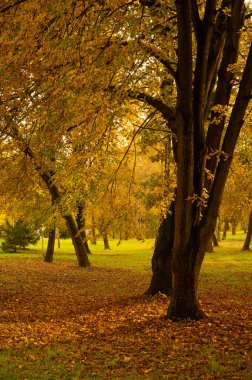 Şehirdeki sonbahar parkının güzel manzarası. Sonbahar sezonu