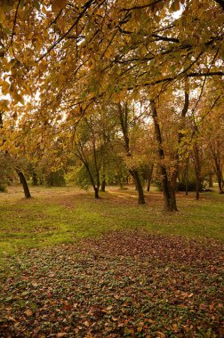 Şehirdeki sonbahar parkının güzel manzarası. Sonbahar sezonu