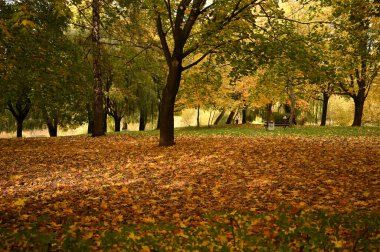 Şehirdeki sonbahar parkının güzel manzarası. Sonbahar sezonu