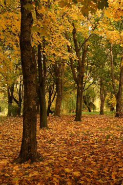 Şehirdeki sonbahar parkının güzel manzarası. Sonbahar sezonu