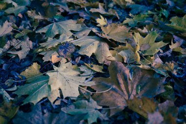 Sonbahar yapraklarının arka planı, sonbahar mevsimi konsepti