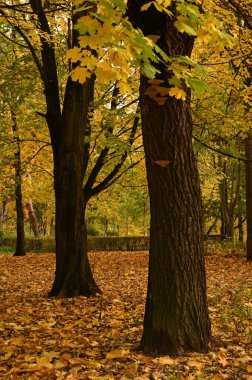 Şehirdeki sonbahar parkının güzel manzarası. Sonbahar sezonu