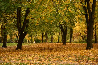 Şehirdeki sonbahar parkının güzel manzarası. Sonbahar sezonu