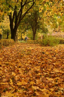 Şehirdeki sonbahar parkının güzel manzarası. Sonbahar sezonu