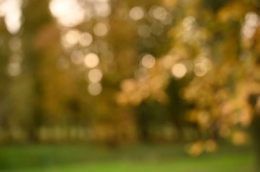 Sonbahar parkı sararmış yapraklar