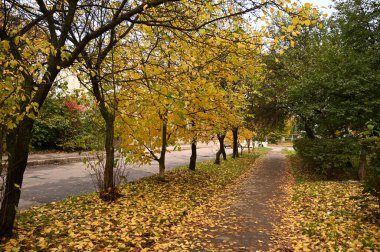 Sonbahar parkı sararmış yapraklar