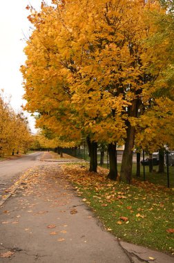 Sonbahar parkı sararmış yapraklar