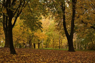 Sonbahar parkı sararmış yapraklar