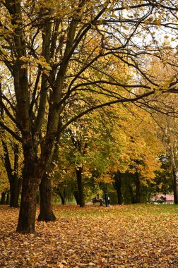 Sonbahar parkı sararmış yapraklar