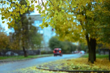 Sonbahar parkı sararmış yapraklar