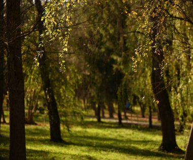 Ağaçlı güzel sonbahar manzarası
