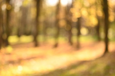 Bulanık sonbahar arka planı. soyut sonbahar parkı arka planı.