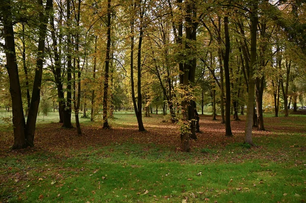 市内の秋の公園の美しい景色 フォールシーズン — ストック写真