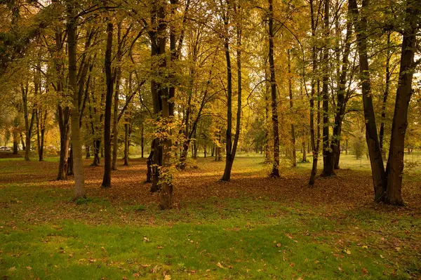 市内の秋の公園の美しい景色 フォールシーズン — ストック写真