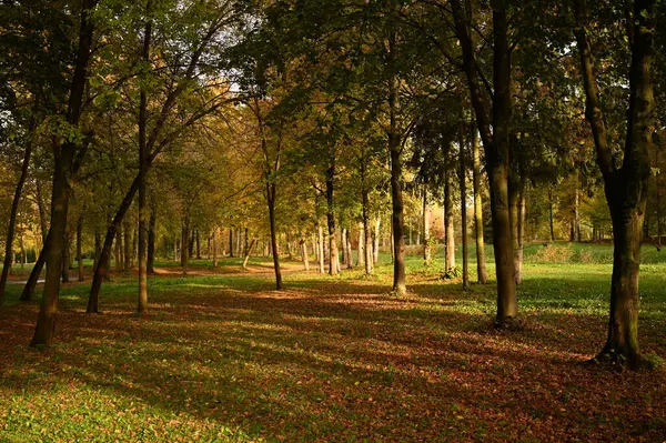 Şehirdeki sonbahar parkının güzel manzarası. Sonbahar sezonu