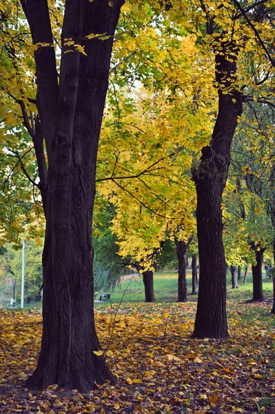 Şehirdeki sonbahar parkının güzel manzarası. Sonbahar sezonu