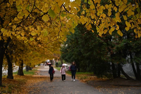 Jesienny Park Spadły Żółte Liście — Zdjęcie stockowe