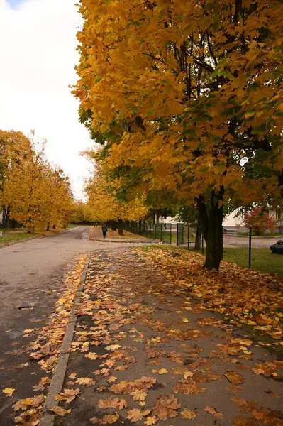 Sonbahar parkı sararmış yapraklar