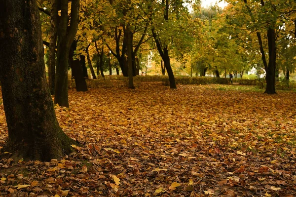 Sonbahar parkı sararmış yapraklar