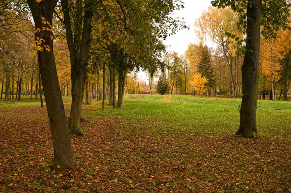 Autumn Park Fallen Yellow Leaves — Stock Photo, Image