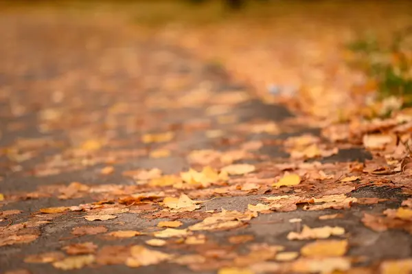 秋天的公园落下来的黄叶 — 图库照片
