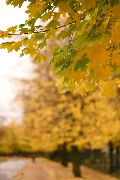 Осенний Парк Жёлтые Листья — стоковое фото