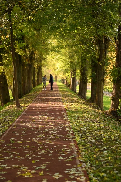 美丽的秋景背景和树木 — 图库照片