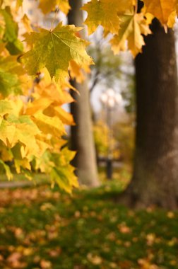 Sonbahar şehir parkında güzel renkli yapraklar