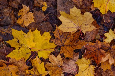 zemin üzerinde sarı sonbahar yaprakları olan arka plan