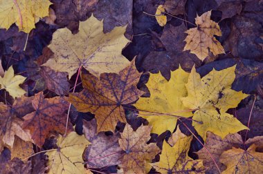 zemin üzerinde sarı sonbahar yaprakları olan arka plan