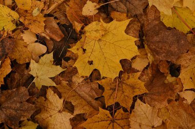 zemin üzerinde sarı sonbahar yaprakları olan arka plan