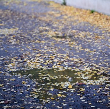 Sarı yapraklar ıslak zeminde. Sonbahar sezonu