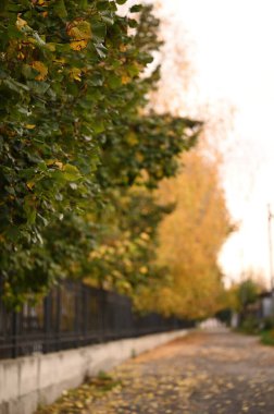 Renkli yaprakları olan güzel bir sonbahar parkı