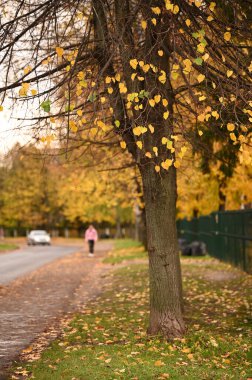 Sonbahar parkının yanındaki yol renkli ağaçlarla dolu.