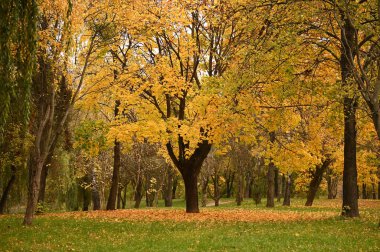 Sonbahar şehir parkında güzel renkli yapraklar