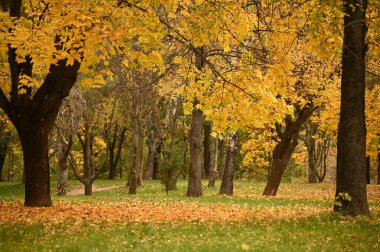 Sonbahar şehir parkında güzel renkli yapraklar