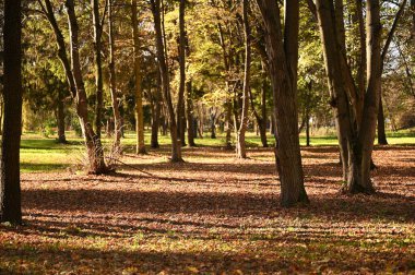Autumn City Parkı. Güzel sonbahar sezonu