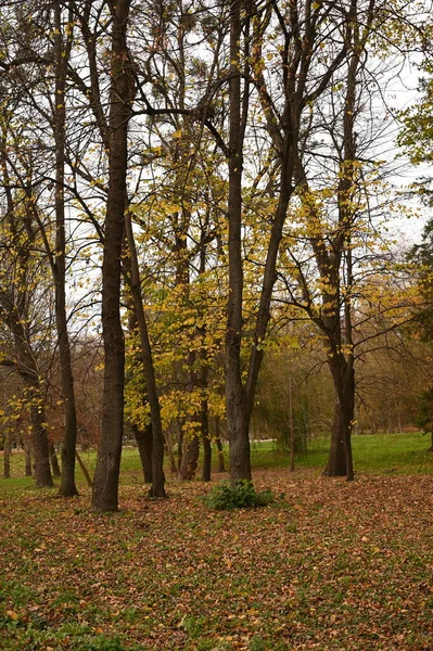 秋の市立公園の美しいカラフルな葉 — ストック写真