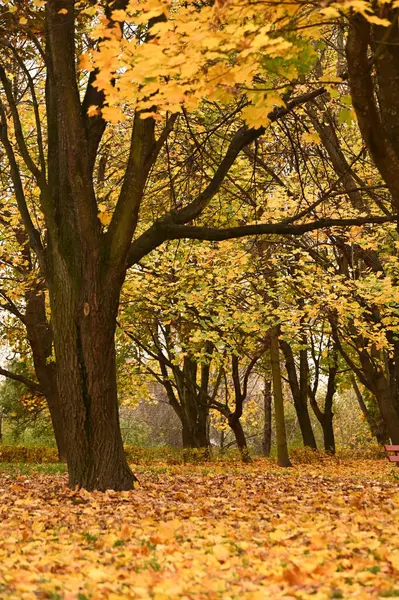 Sonbahar şehir parkında güzel renkli yapraklar