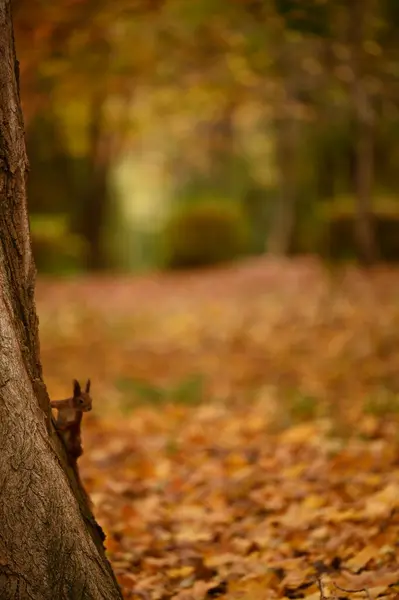Белка Стволе Дерева Осеннем Парке — стоковое фото