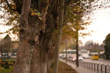 Sonbahar şehir parkında güzel ağaçlar