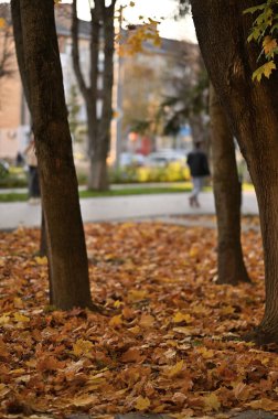 Autumn City Parkı. Güzel sonbahar sezonu