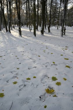 Parkta karlı kış