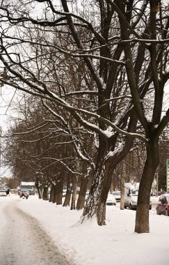 Ağaçların ve yolların kış manzarası
