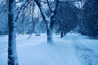 Kışın sokağın ortasında karlı ağaçlar 